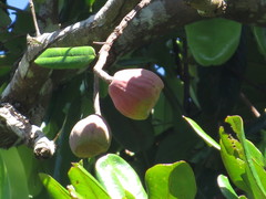 Syzygium graveolens