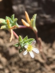 Chaetanthera euphrasioides