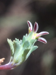 Chaetanthera euphrasioides