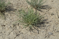 Anabasis truncata