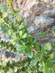 Berberis montana