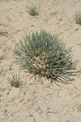 Anabasis truncata