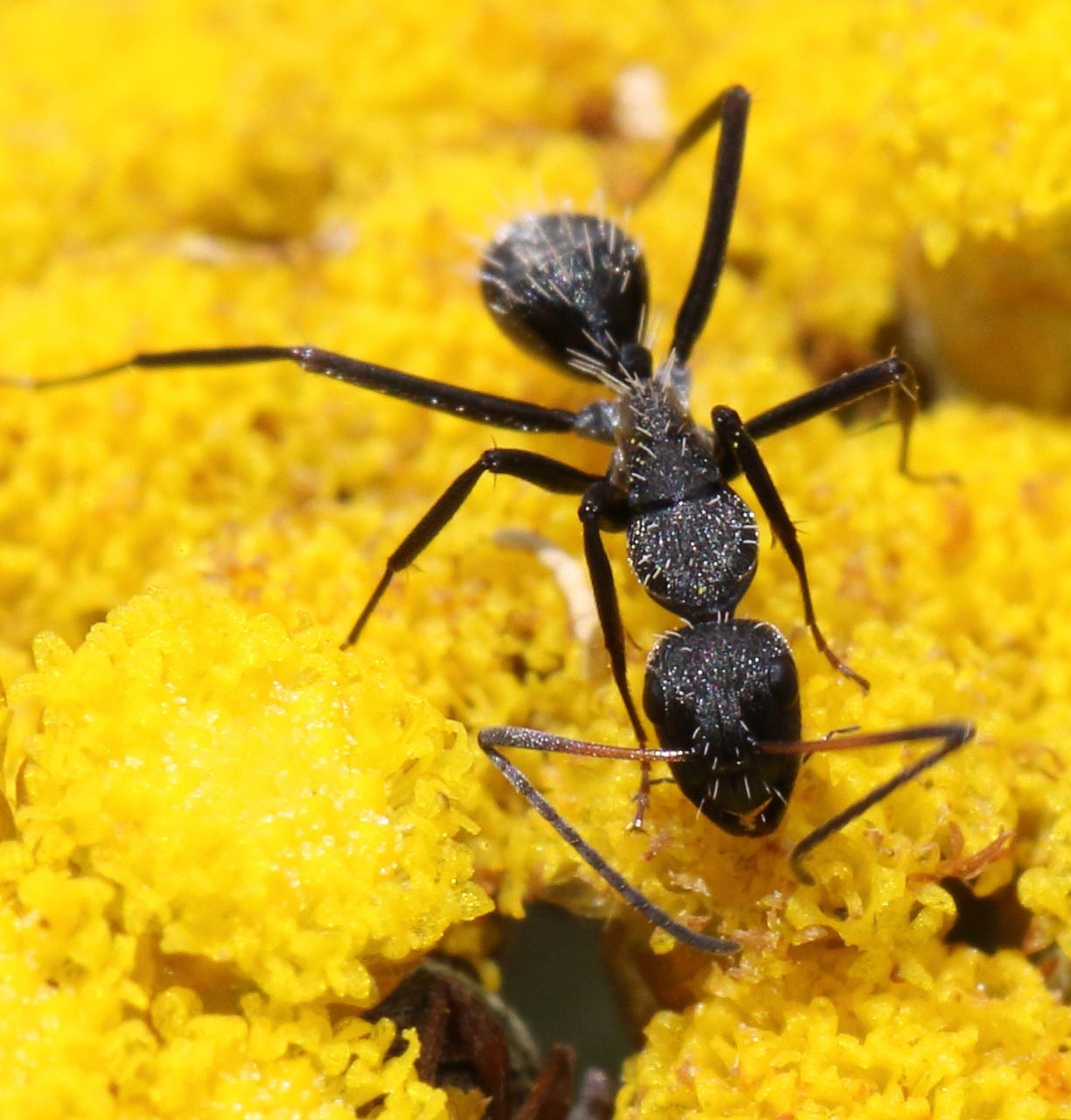 Camponotus niveosetosus irredux