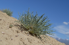 Anabasis truncata