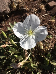 Oenothera acaulis