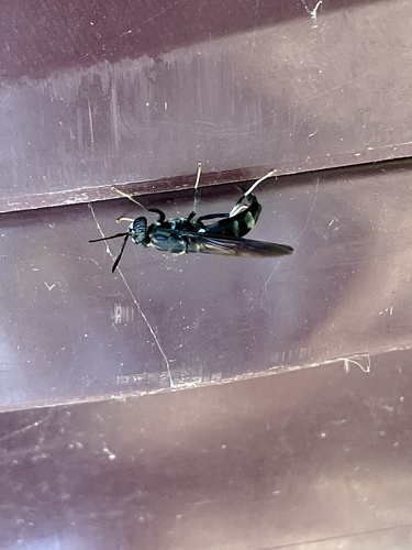 Unknown species found near North Carolina, US
