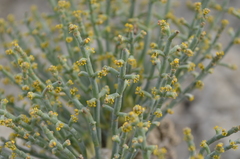 Anabasis truncata