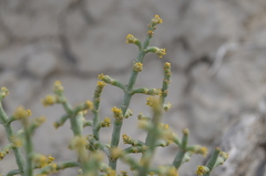 Anabasis truncata