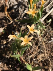 Collomia