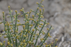 Anabasis truncata