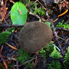 Lycoperdon nigrescens