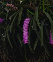 Aerides multiflora