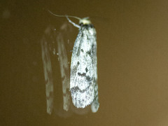 Palimmeces hemiphanes