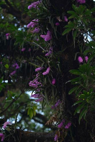 Image of Aerides multiflora by no rights reserved