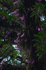 Aerides multiflora