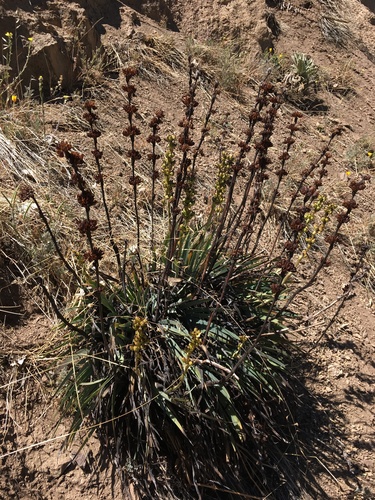 Sisyrinchium striatum