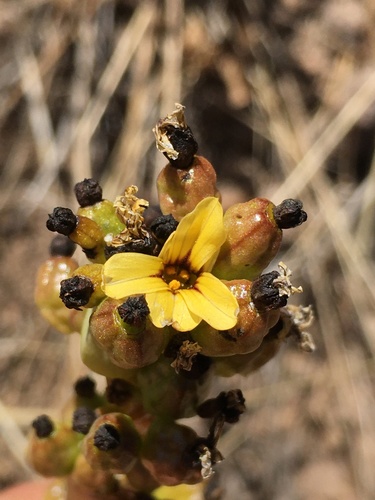Sisyrinchium striatum