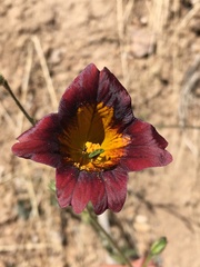 Salpiglossis sinuata