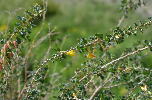 Caragana camilli-schneideri