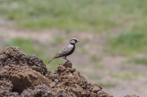 Ashy-crowned Sparrow-Lark