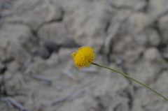 Trichanthemis paradoxos