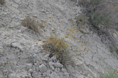 Trichanthemis paradoxos