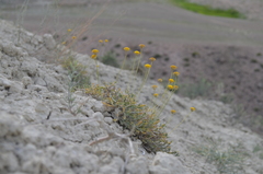 Trichanthemis paradoxos