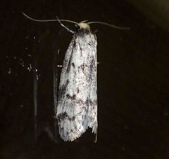 Palimmeces hemiphanes