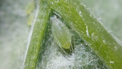 Capitophorus elaeagni