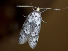 Palimmeces hemiphanes