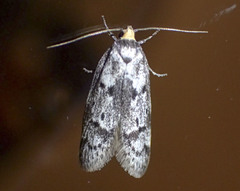 Palimmeces hemiphanes