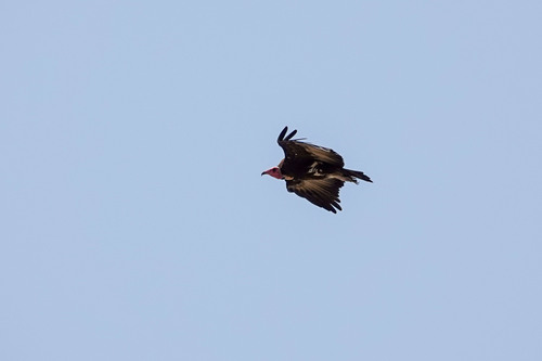 Hooded Vulture