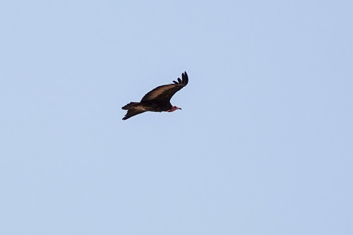 Hooded Vulture