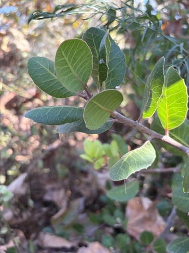 iNaturalist observation photo of lemonade berry