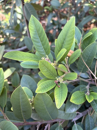 iNaturalist observation photo of coffeeberry