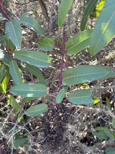iNaturalist observation photo of laurel sumac