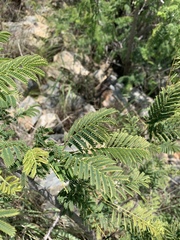 Albizia harveyi