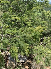 Albizia harveyi
