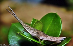 Atractomorpha crenulata