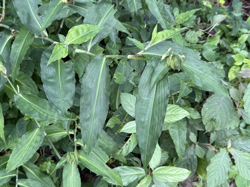 Commelina paludosa