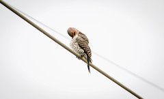 Colaptes auratus auratus