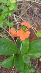 Crossandra greenstockii
