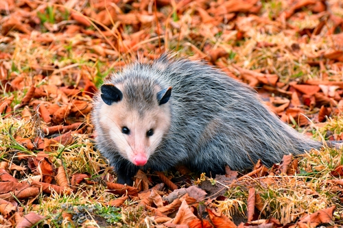 Opossum