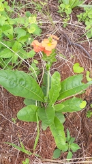 Crossandra greenstockii
