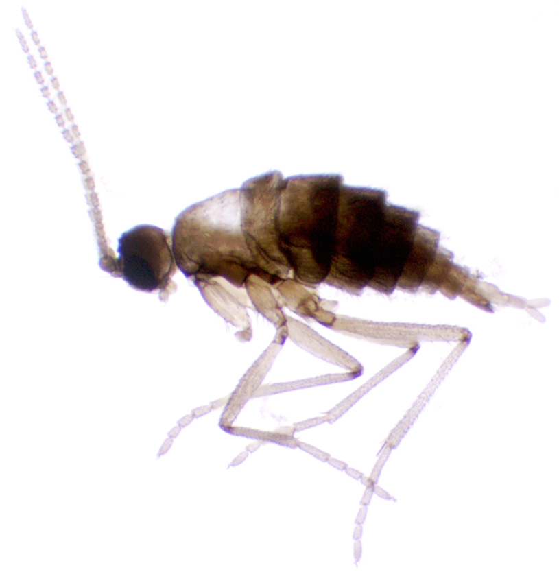 Epidapus atomarius