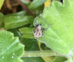 Pantomorus postfasciatus