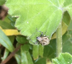 Pantomorus postfasciatus