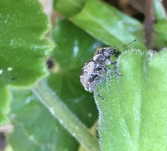 Pantomorus postfasciatus