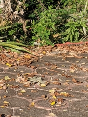 Aspidoscelis communis