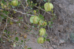 Zygophyllum atriplicoides